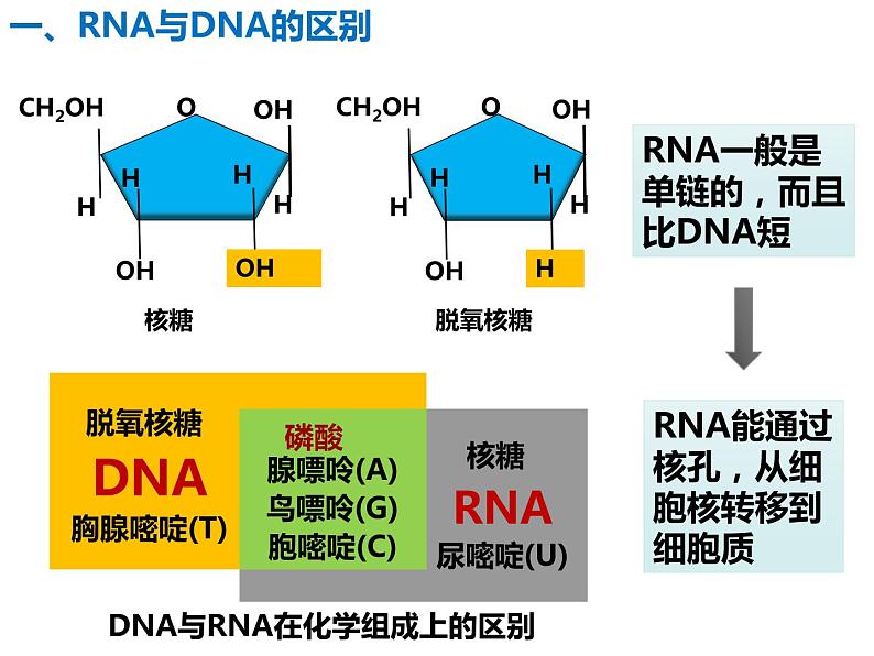 2020-2021学年高一生物人教版必修二4.1 基因指导蛋白质的合成课件第4页