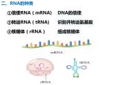 基因指导蛋白质的合成PPT课件免费下载