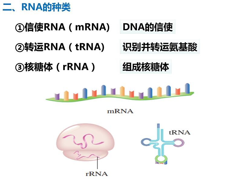 2020-2021学年高一生物人教版必修二4.1 基因指导蛋白质的合成课件第5页