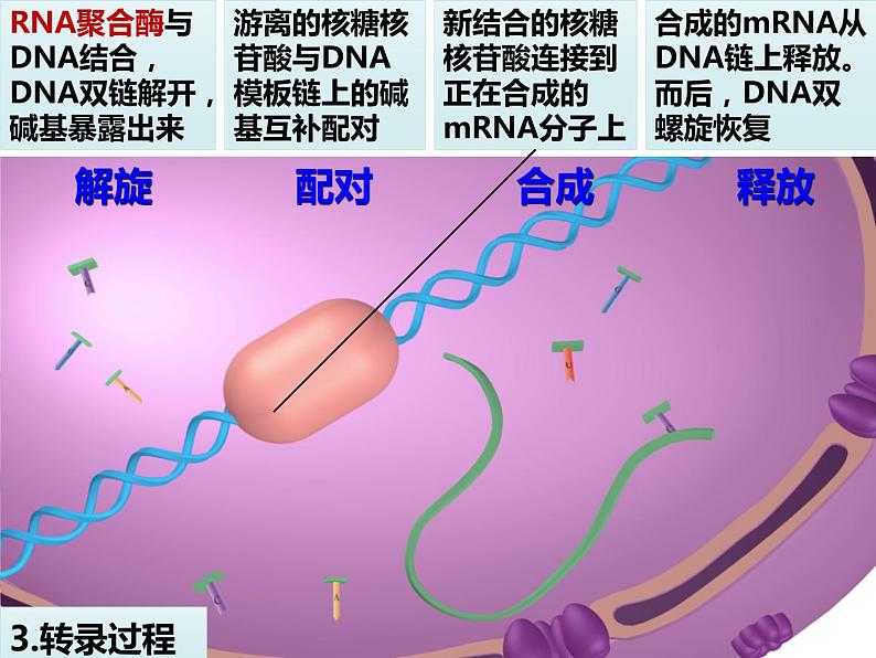 2020-2021学年高一生物人教版必修二4.1 基因指导蛋白质的合成课件第7页