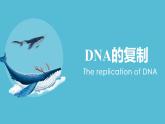 3.3 DNA的复制 课件【新教材】2020-2021学年高一生物人教版（2019）必修二