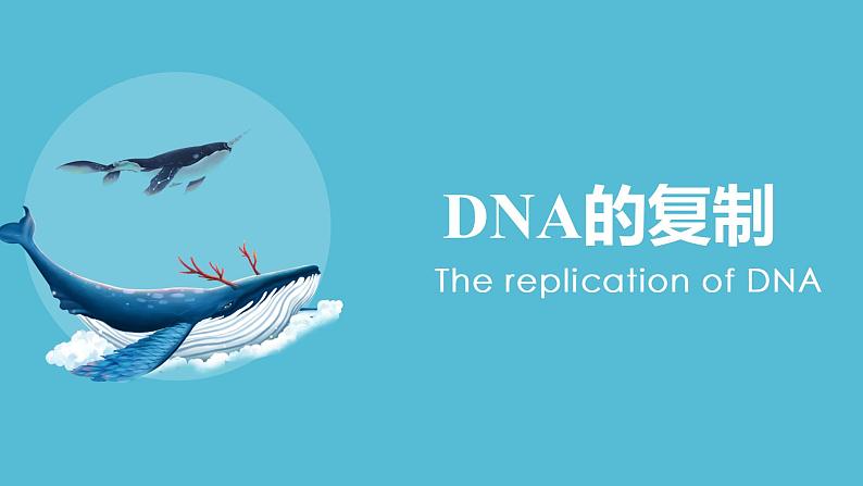 3.3 DNA的复制 课件【新教材】2020-2021学年高一生物人教版（2019）必修二01