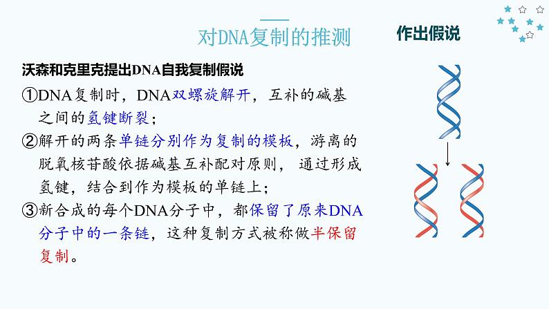 3.3 DNA的复制 课件【新教材】2020-2021学年高一生物人教版（2019）必修二06