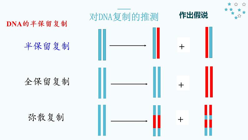 3.3 DNA的复制 课件【新教材】2020-2021学年高一生物人教版（2019）必修二08