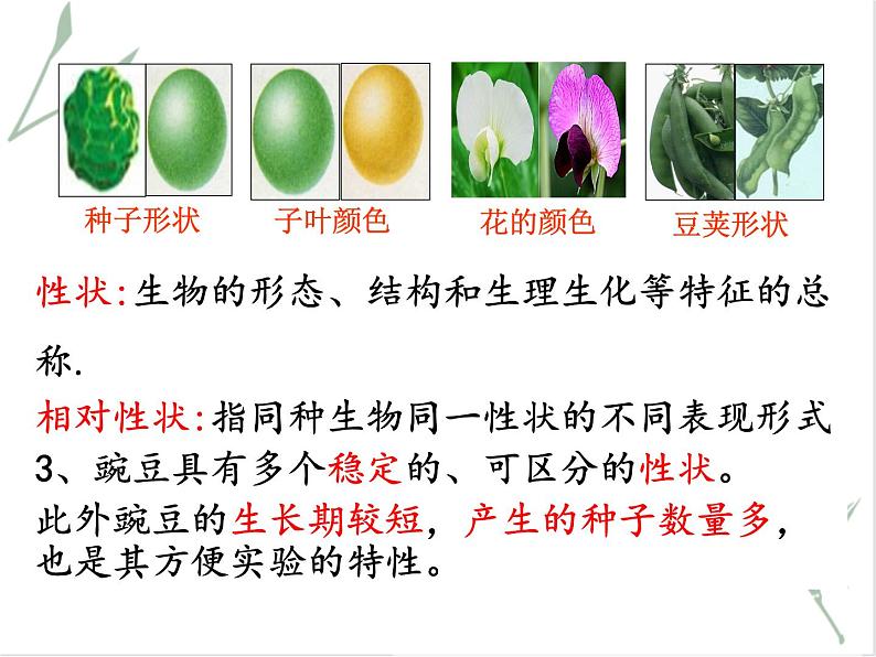 孟德尔从一对相对性状的杂交实验中总结出分离定律PPT课件免费下载04