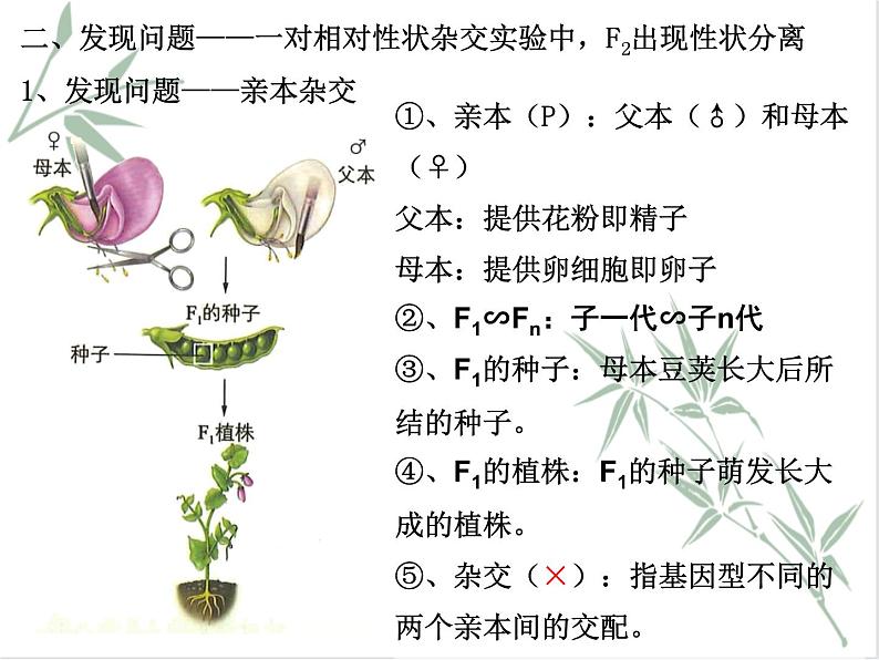 孟德尔从一对相对性状的杂交实验中总结出分离定律PPT课件免费下载06