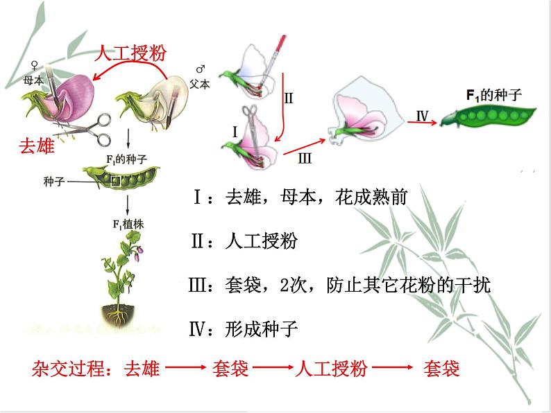 孟德尔从一对相对性状的杂交实验中总结出分离定律PPT课件免费下载07