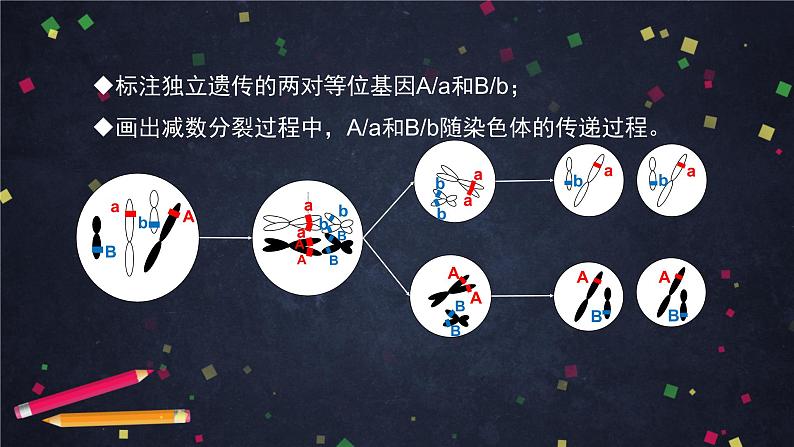 高一生物学(人教版2019)必修二 基因在染色体上（2)课件+教案+导学案+学习任务单+同步练习含答案03