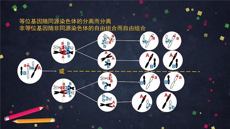 高一生物学(人教版2019)必修二 基因在染色体上（2)课件+教案+导学案+学习任务单+同步练习含答案05