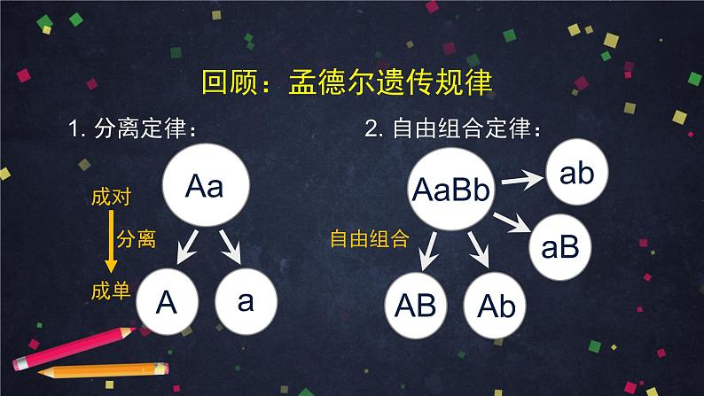 高一生物学(人教版2019)必修二 基因在染色体上（1)课件+教案+导学案+学习任务单+同步练习含答案03