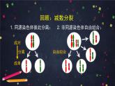 高一生物学(人教版2019)必修二 基因在染色体上（1)课件+教案+导学案+学习任务单+同步练习含答案