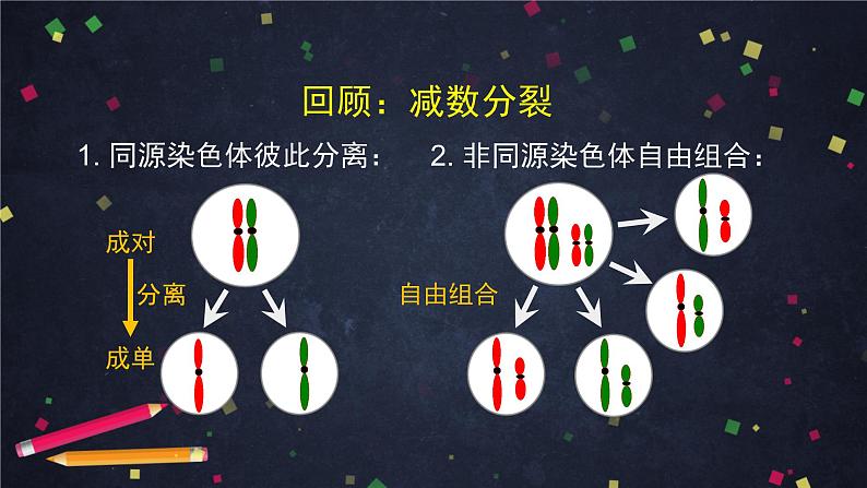 高一生物学(人教版2019)必修二 基因在染色体上（1)课件+教案+导学案+学习任务单+同步练习含答案04