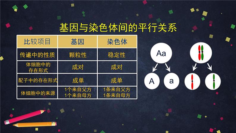 高一生物学(人教版2019)必修二 基因在染色体上（1)课件+教案+导学案+学习任务单+同步练习含答案05