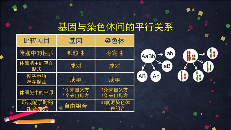 高一生物学(人教版2019)必修二 基因在染色体上（1)课件+教案+导学案+学习任务单+同步练习含答案06