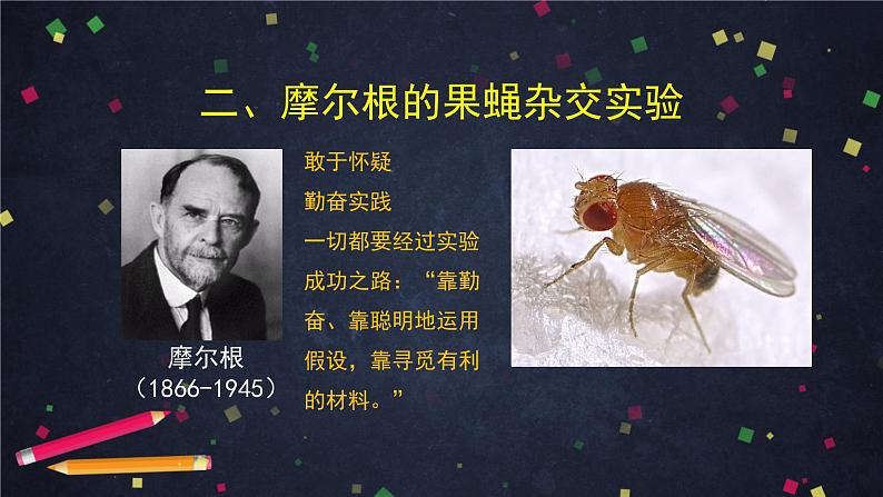 高一生物学(人教版2019)必修二 基因在染色体上（1)课件+教案+导学案+学习任务单+同步练习含答案08