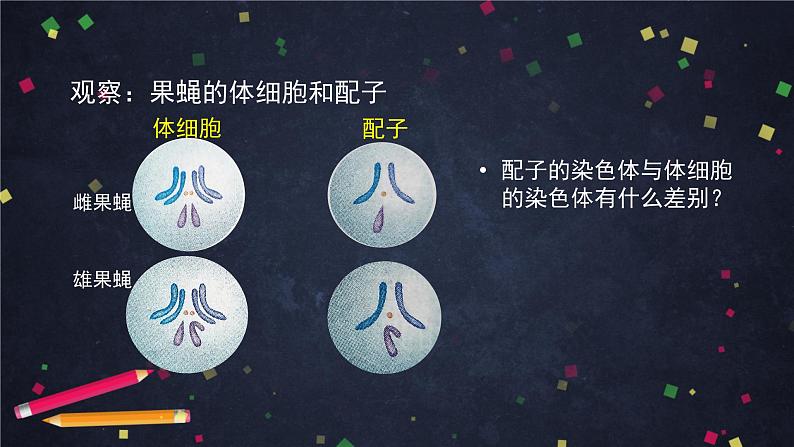 高一生物学(人教版2019)必修二 减数分裂和受精作用 减数分裂  课件+教案+导学案+学习任务单+同步练习含答案03