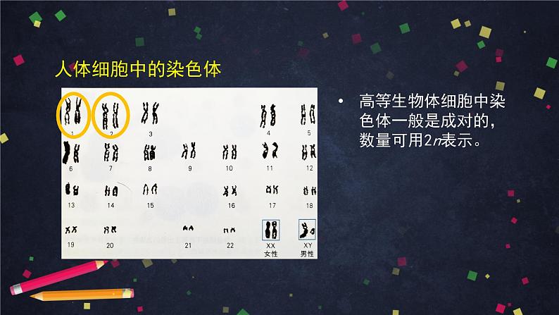 高一生物学(人教版2019)必修二 减数分裂和受精作用 减数分裂  课件+教案+导学案+学习任务单+同步练习含答案07