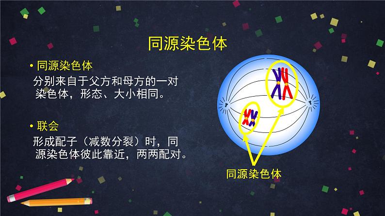 高一生物学(人教版2019)必修二 减数分裂和受精作用 减数分裂  课件+教案+导学案+学习任务单+同步练习含答案08