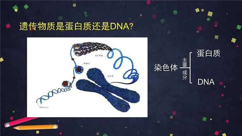 高一生物学(人教版2019)必修二 DNA是主要的遗传物质（1）课件+教案+导学案+学习任务单+同步练习含答案03