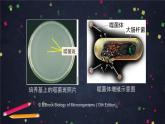 高一生物学(人教版2019)必修二 DNA是主要的遗传物质（2）课件+教案+导学案+学习任务单+同步练习含答案