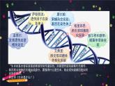 高一生物学(人教版2019)必修二 DNA的结构 课件+教案+导学案+学习任务单+同步练习含答案