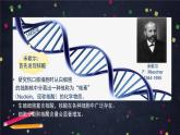 高一生物学(人教版2019)必修二 DNA的结构 课件+教案+导学案+学习任务单+同步练习含答案