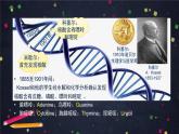 高一生物学(人教版2019)必修二 DNA的结构 课件+教案+导学案+学习任务单+同步练习含答案