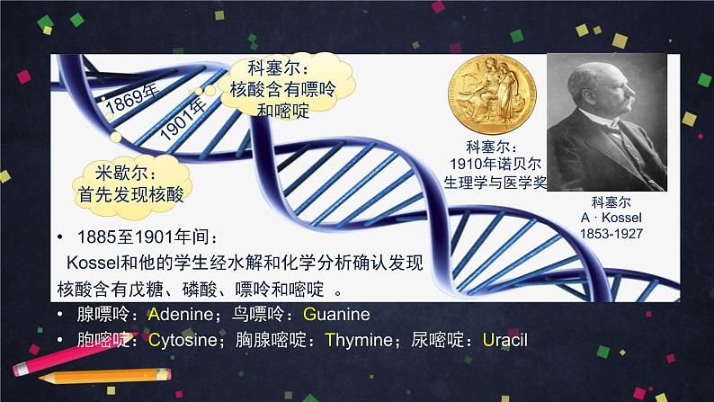 高一生物学(人教版2019)必修二 DNA的结构 课件+教案+导学案+学习任务单+同步练习含答案04