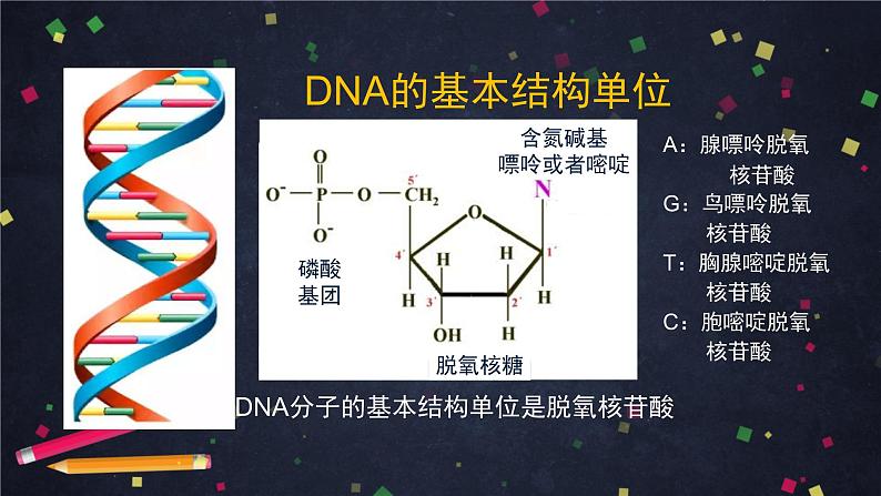 高一生物学(人教版2019)必修二 DNA的结构 课件+教案+导学案+学习任务单+同步练习含答案06