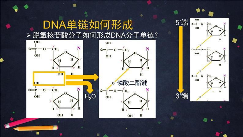 高一生物学(人教版2019)必修二 DNA的结构 课件+教案+导学案+学习任务单+同步练习含答案07