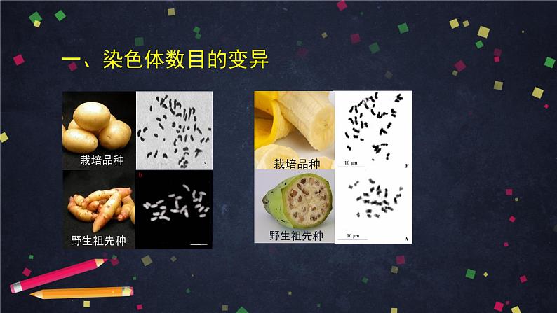 高一生物学(人教版2019)必修二  染色体变异 课件+教案+导学案+学习任务单+同步练习含答案02