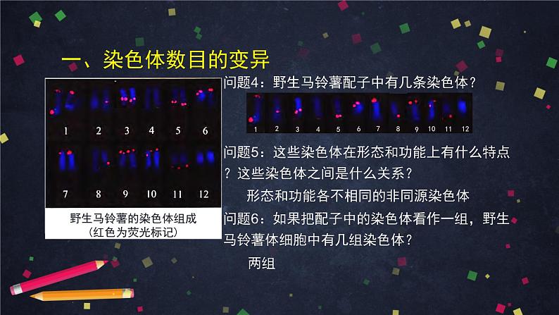 高一生物学(人教版2019)必修二  染色体变异 课件+教案+导学案+学习任务单+同步练习含答案04