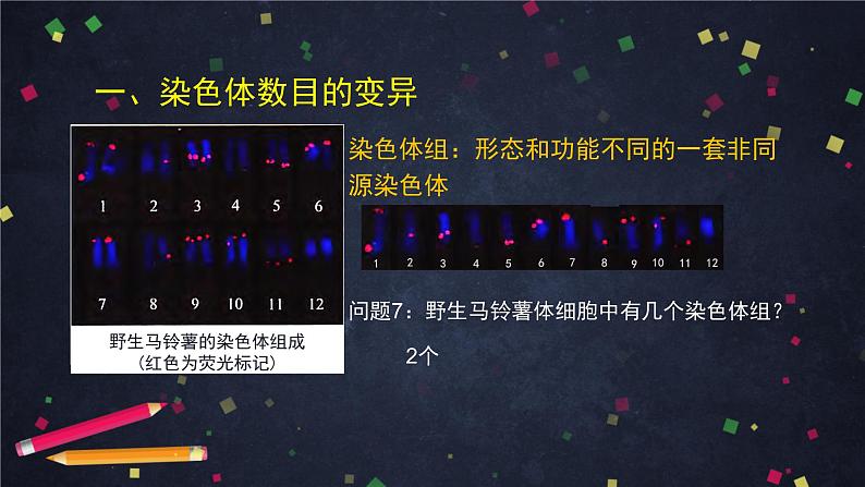 高一生物学(人教版2019)必修二  染色体变异 课件+教案+导学案+学习任务单+同步练习含答案05