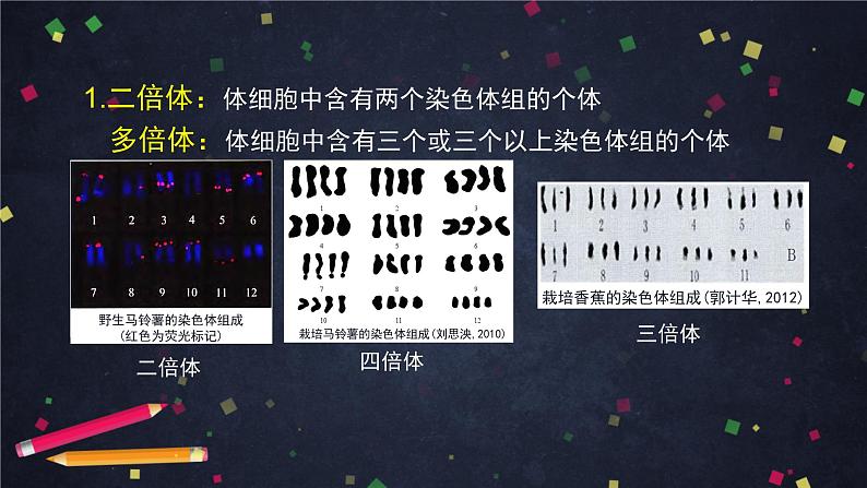 高一生物学(人教版2019)必修二  染色体变异 课件+教案+导学案+学习任务单+同步练习含答案07