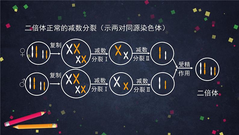 高一生物学(人教版2019)必修二  染色体变异 课件+教案+导学案+学习任务单+同步练习含答案08