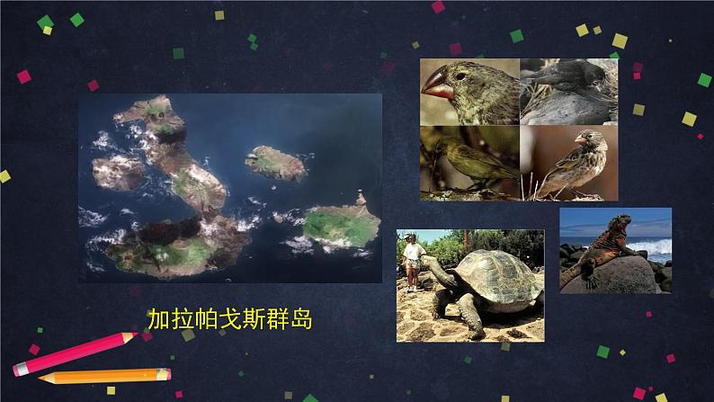 高一生物学(人教版2019)必修二 生物有共同祖先的证据  课件+教案+导学案+学习任务单+同步练习含答案05