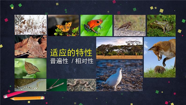 高一生物学(人教版2019)必修二 自然选择与适应的形成  课件+教案+导学案+学习任务单+同步练习含答案06