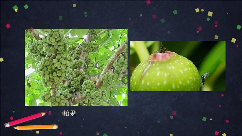 高一生物学人教版必修2协同进化与生物多样性的形成-2PPT课件第8页