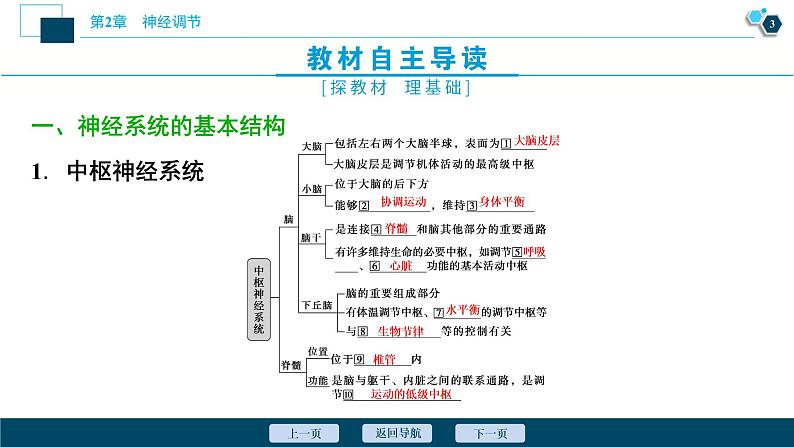 2021-2022学年高中生物新人教版选择性必修1 神经调节的结构基础（34张）课件第4页