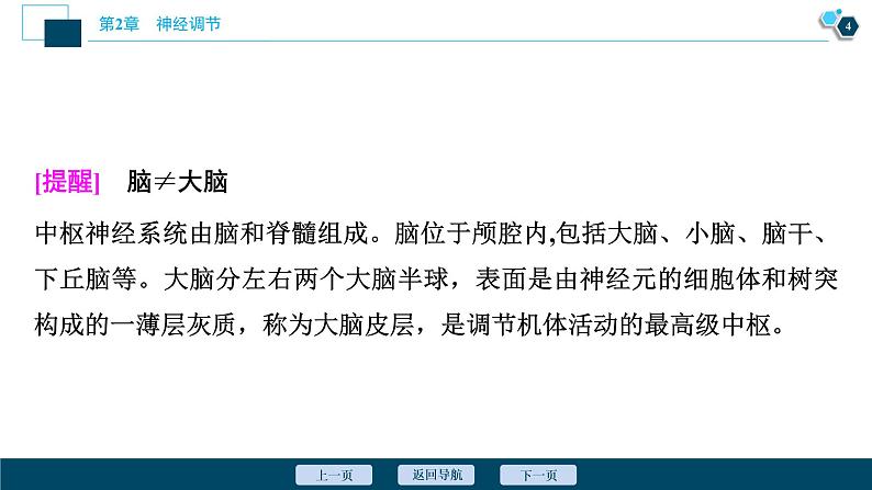 2021-2022学年高中生物新人教版选择性必修1 神经调节的结构基础（34张）课件第5页