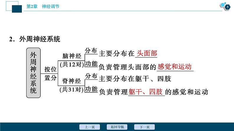 2021-2022学年高中生物新人教版选择性必修1 神经调节的结构基础（34张）课件第6页