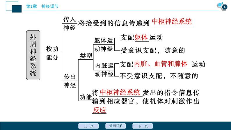 2021-2022学年高中生物新人教版选择性必修1 神经调节的结构基础（34张）课件第7页