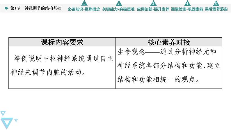 2021-2022学年高中生物新人教版选择性必修1 神经调节的结构基础（42张）  课件02