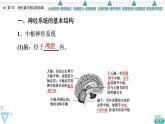 2021-2022学年高中生物新人教版选择性必修1 神经调节的结构基础（42张）  课件