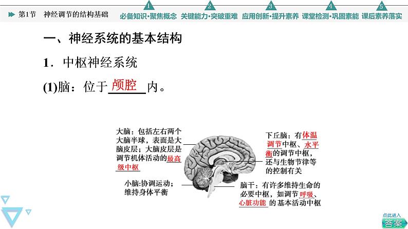 2021-2022学年高中生物新人教版选择性必修1 神经调节的结构基础（42张）  课件04