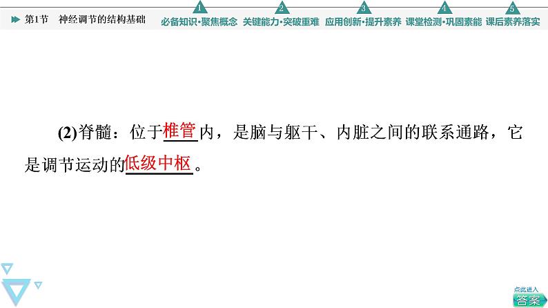 2021-2022学年高中生物新人教版选择性必修1 神经调节的结构基础（42张）  课件05