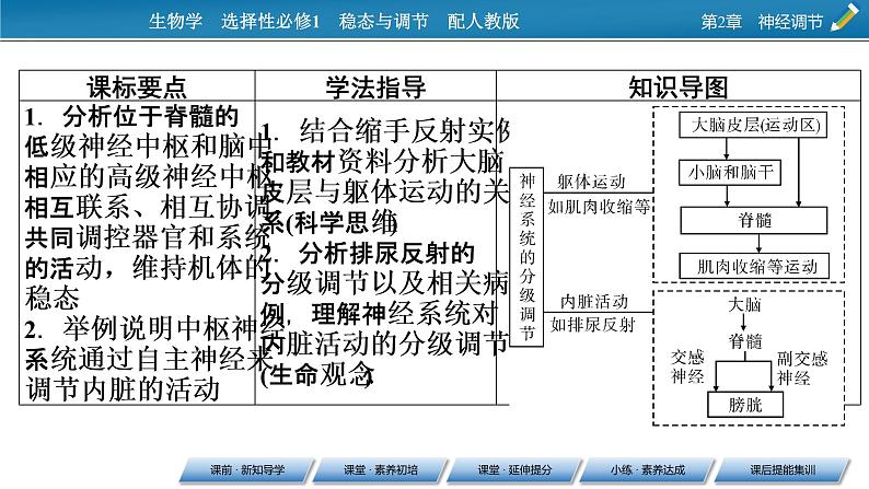 2021-2022学年高中生物新人教版选择性必修1 第2章 第4节 神经系统的分级调节 课件（53张）02