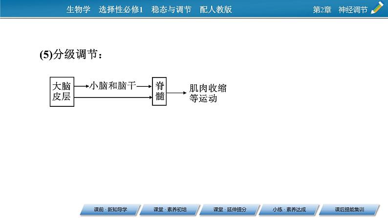 2021-2022学年高中生物新人教版选择性必修1 第2章 第4节 神经系统的分级调节 课件（53张）06