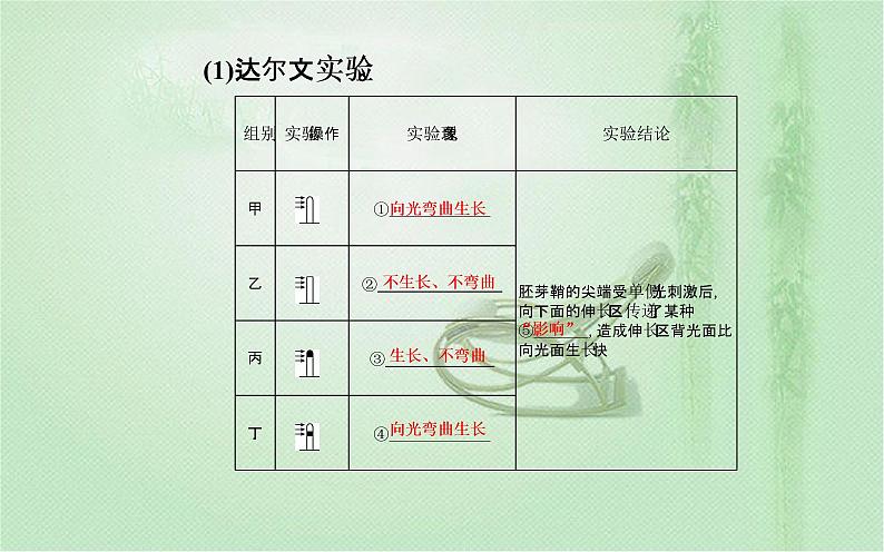 2021-2022学年高中生物新人教版选择性必修1 第5章 第1节  植物生长素 课件（47张）第4页