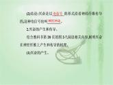 2021-2022学年高中生物新人教版选择性必修1 第2章 第3节  神经冲动的产生和传导 课件（43张）